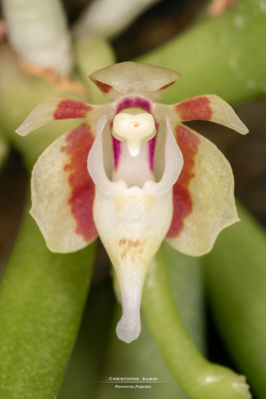 Pteroceras fragrans