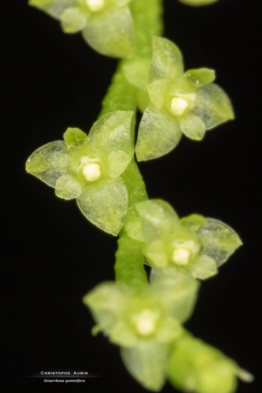 Octarrhena gemmifera Ames 1915