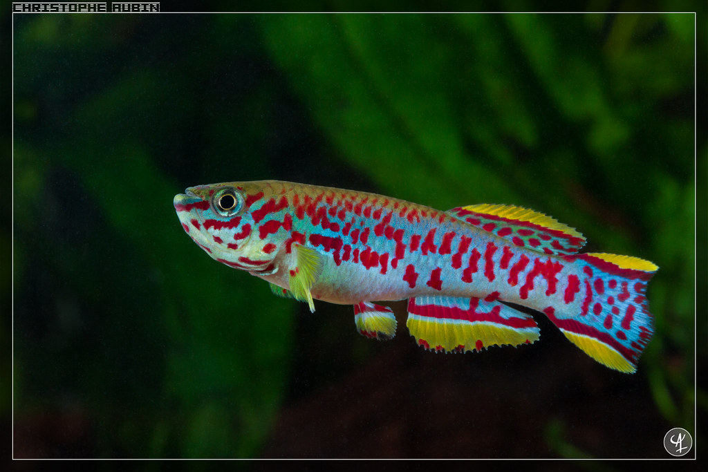 Fundulopanchax nigerianus
