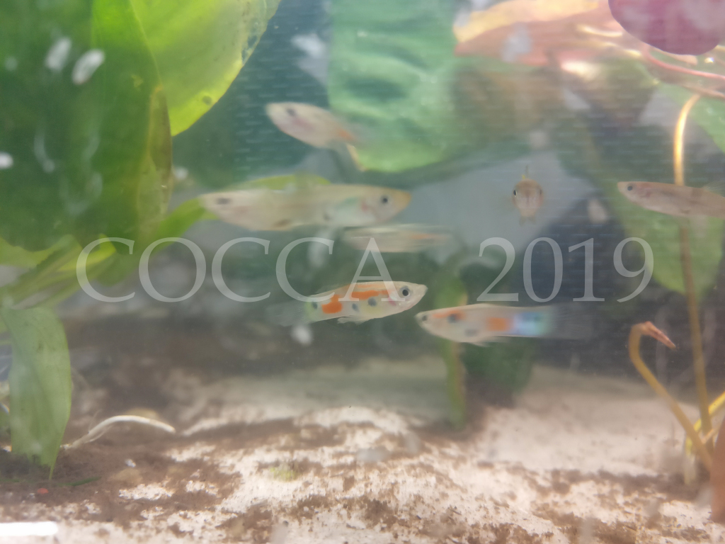 Poecilia reticulata Texaco 2019