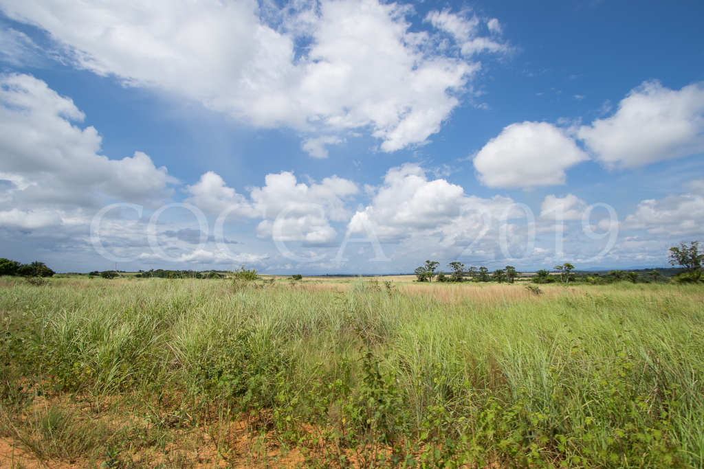 Savane
