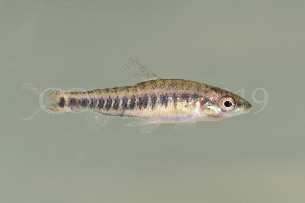 Nannocharax sp.