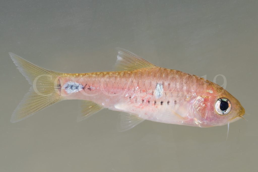 Barbus sp.