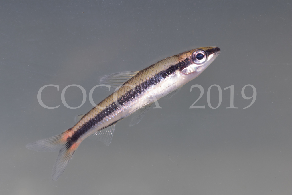 Nannocharax sp.