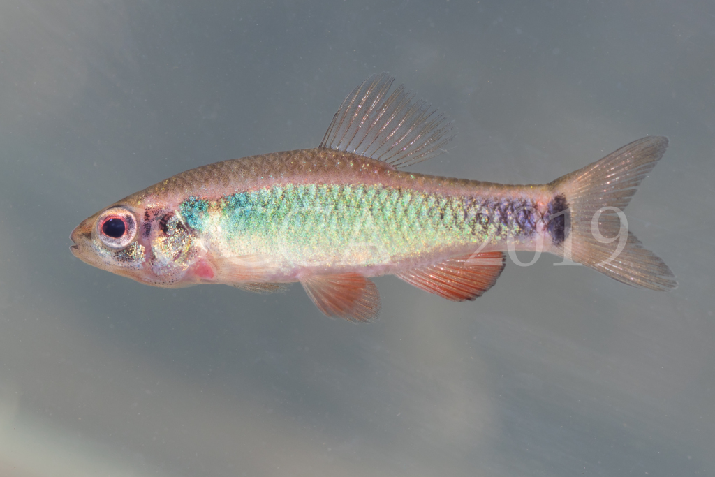 Neolebias ansorgii