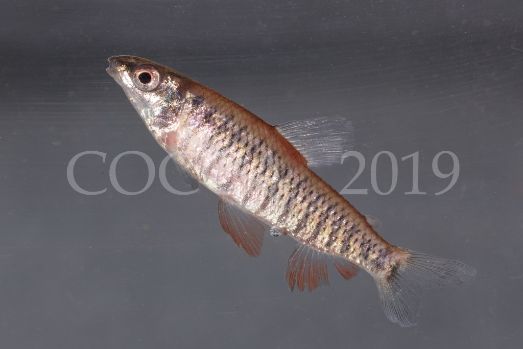Nannocharax sp.