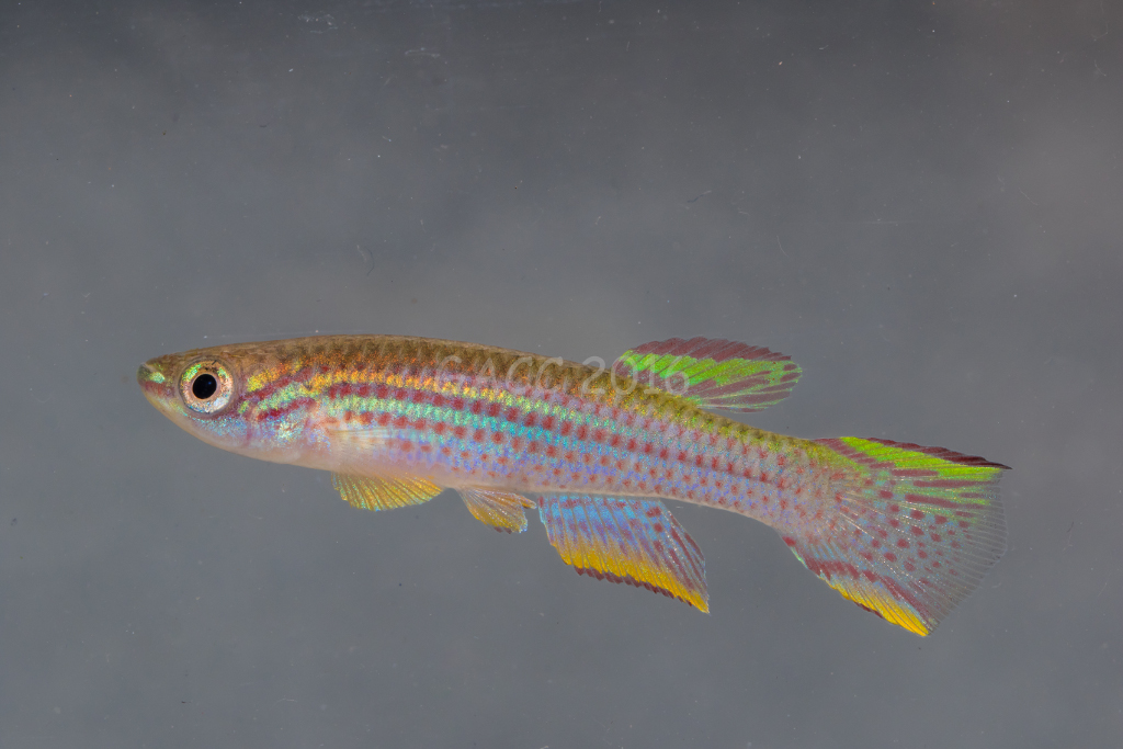 Aphyosemion striatum