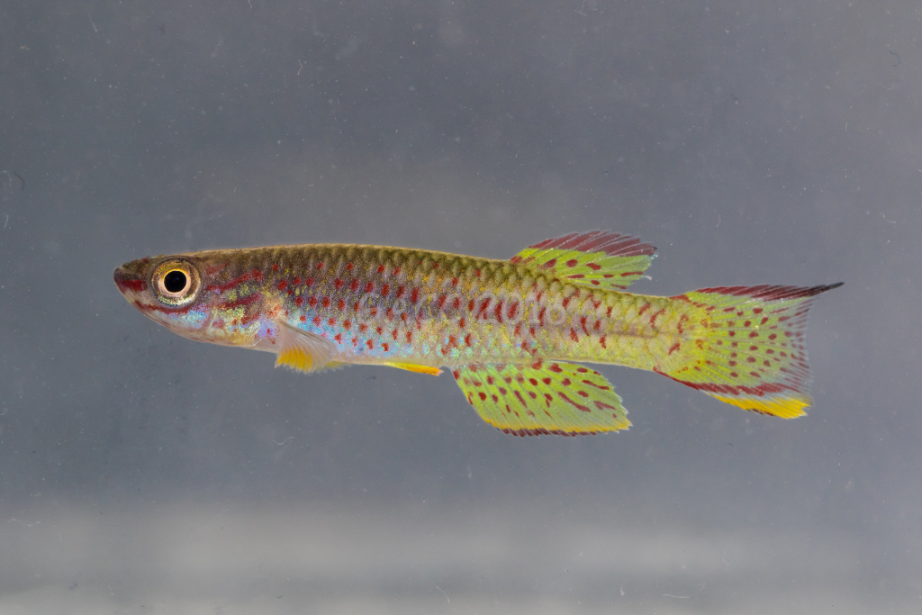 Aphyosemion gabunense boehmi