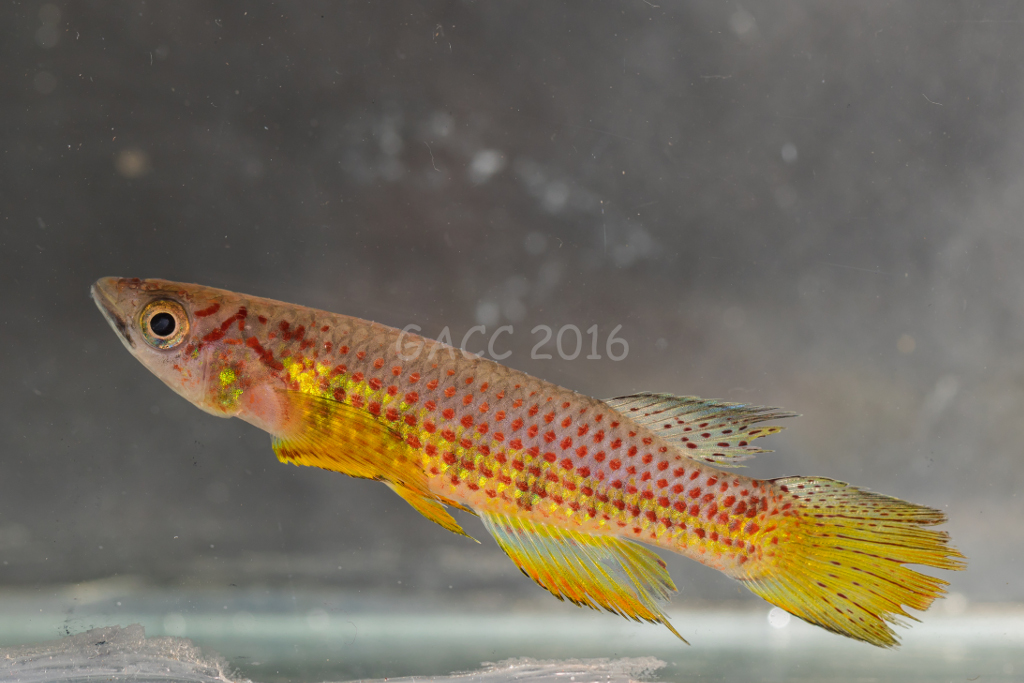 Epiplatys sp.