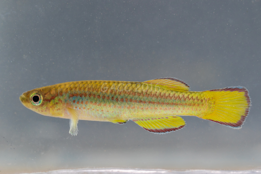 Aphyo. aff. primigenium