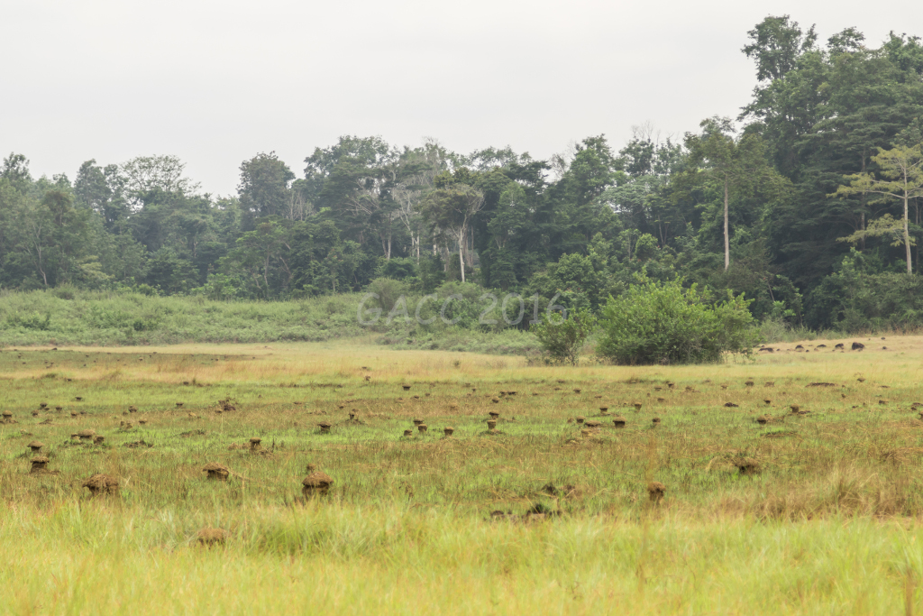 Savane près de Kili