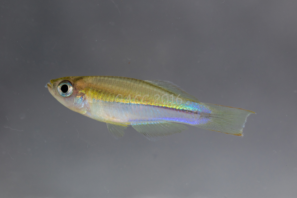 Plataplochilus sp.