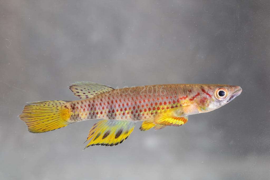 Epiplatys aff. huberi