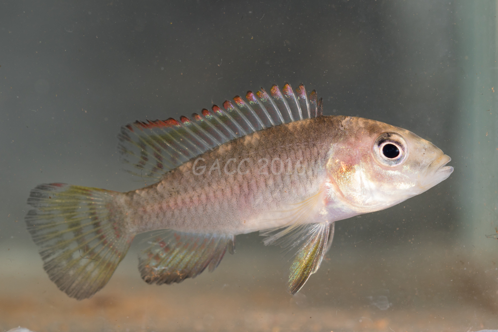 Cichlid sp.