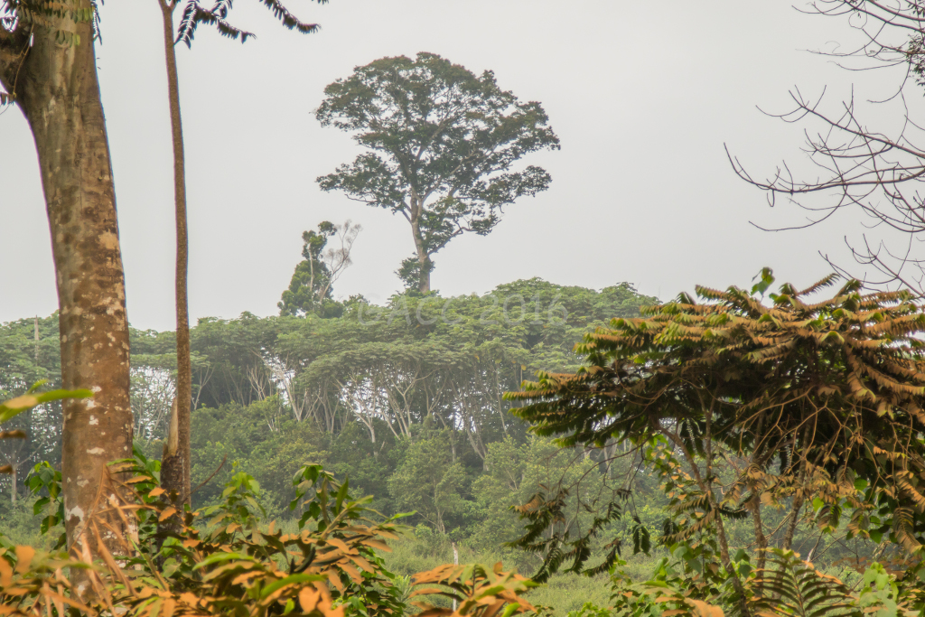 Forêt