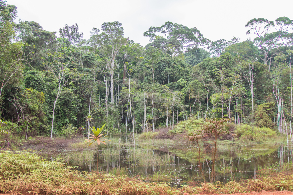 Marre au milieu de la forêt