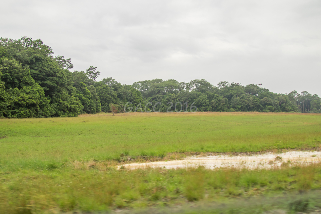 Savane avant Omboué