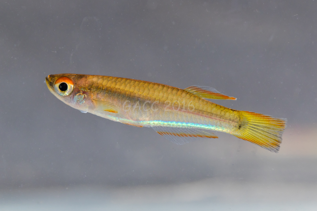 Plataplochilus sp.
