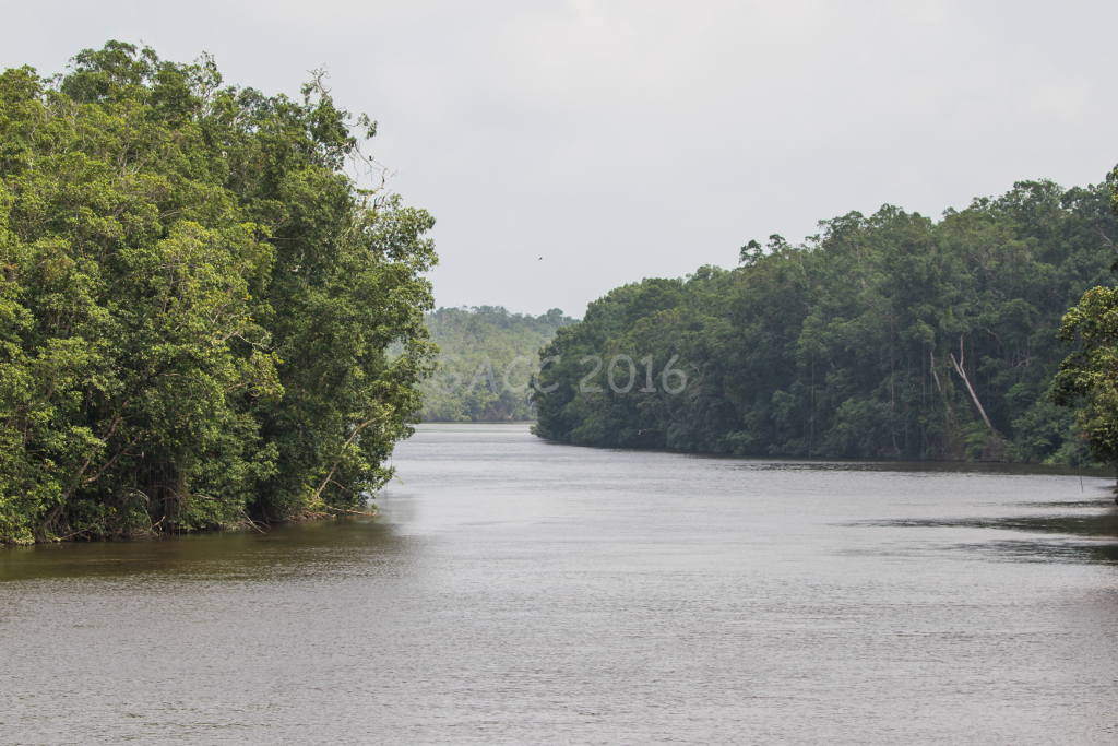 Ogooué river