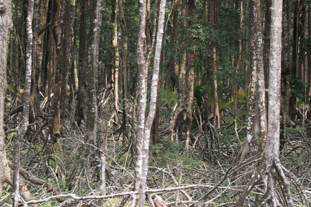 Mangrove