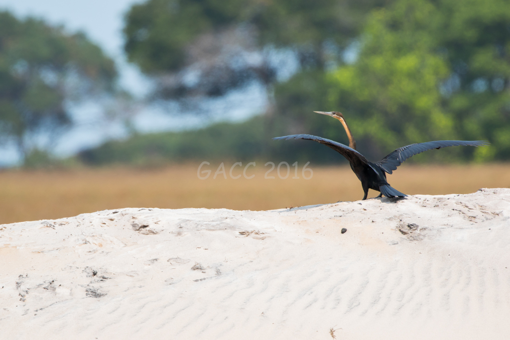 Cormoran