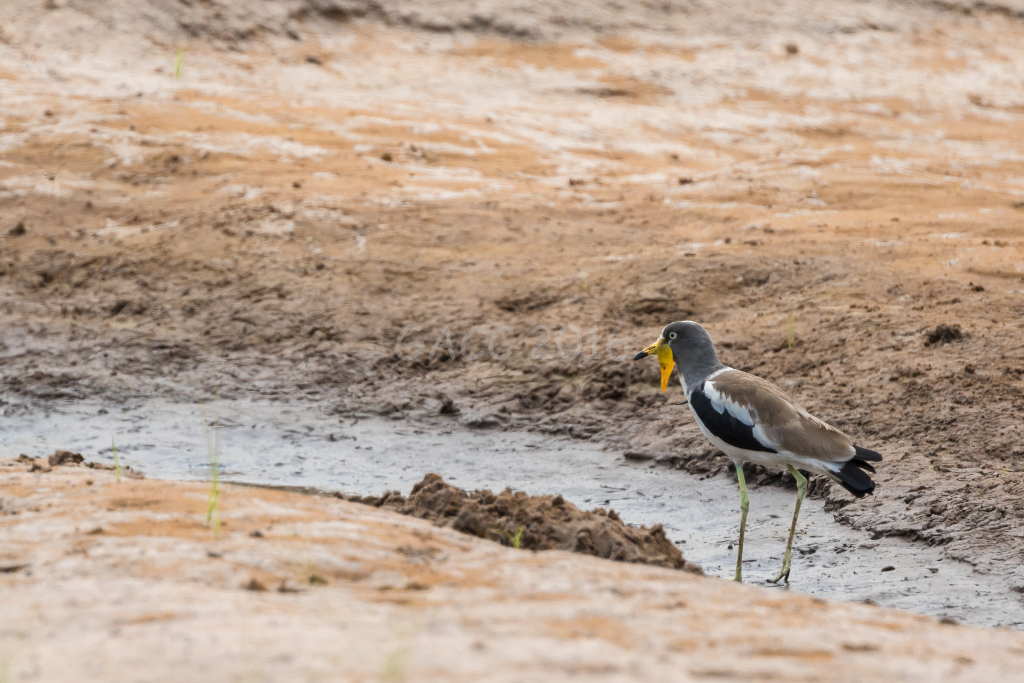 Oiseau non identifié