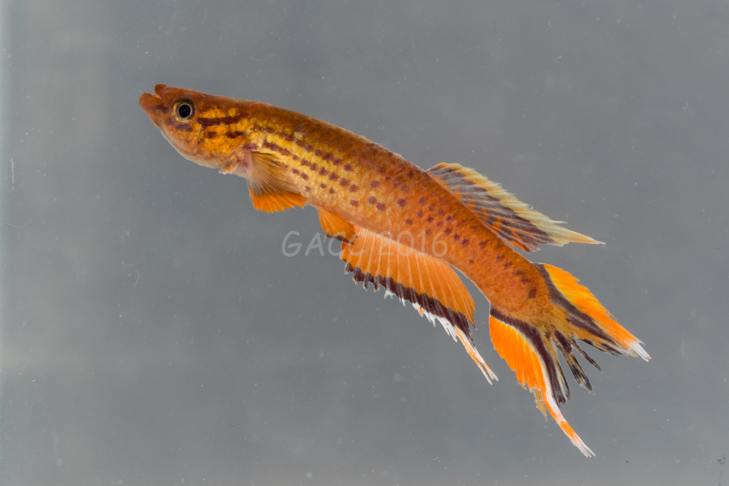 Aphyosemion sp.