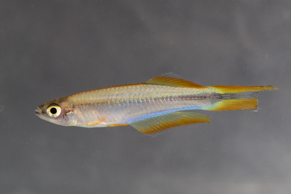 Plataplochilus sp.