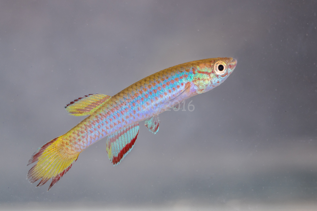 Aphyo aff. primigenium