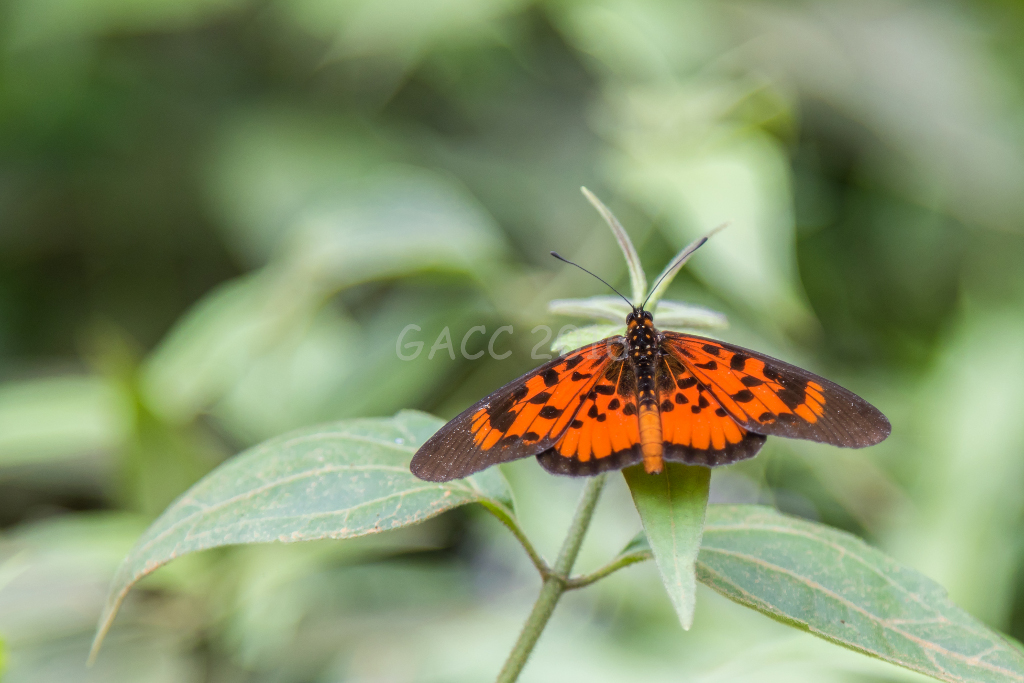 Papillon