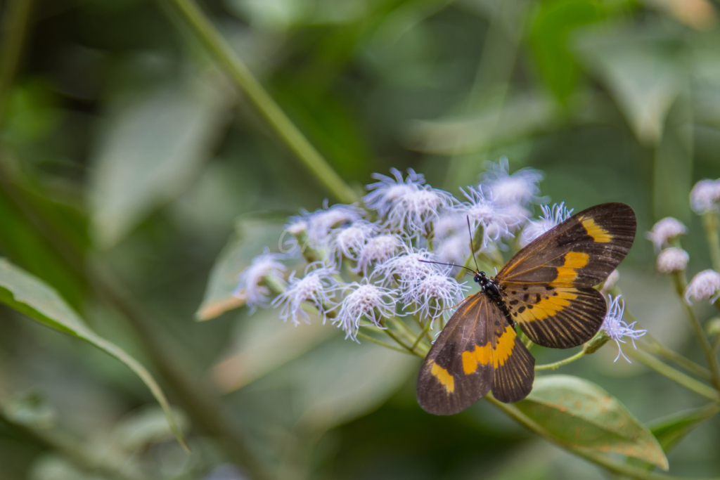 Papillon
