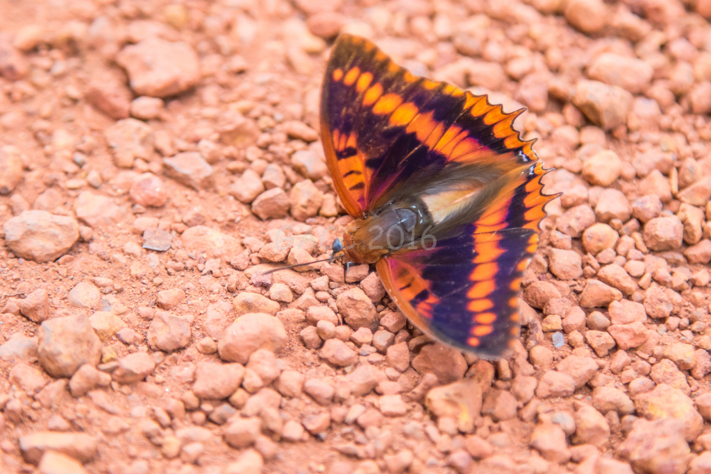 Papillon