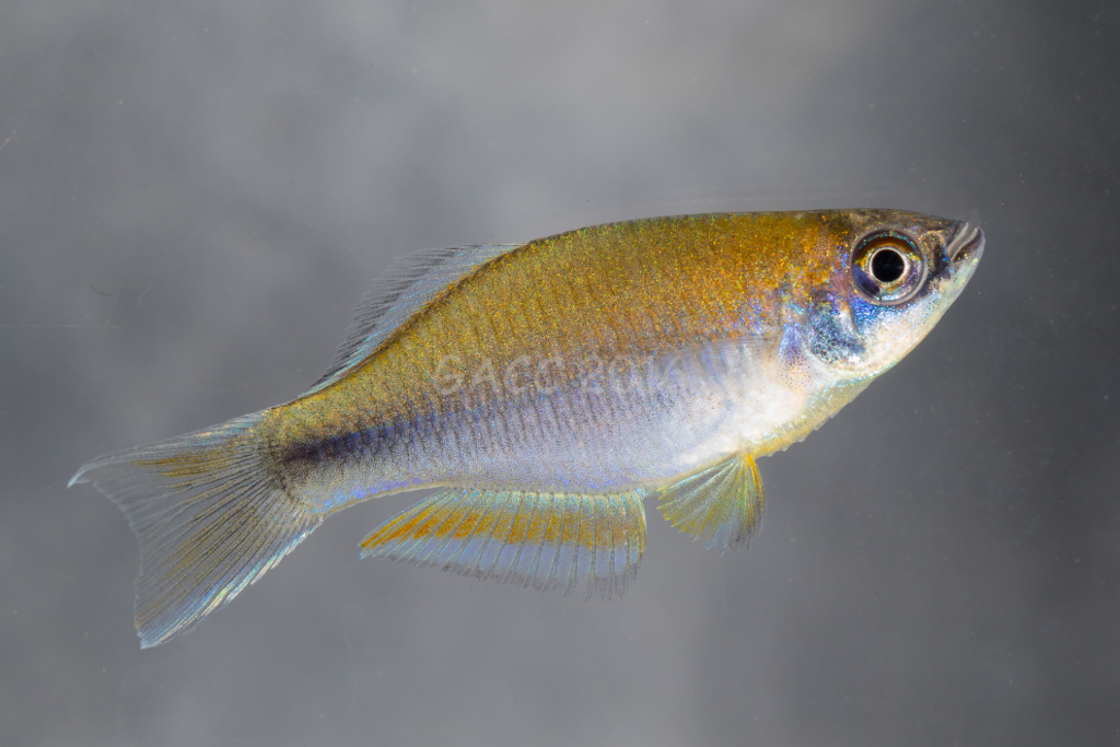 Plataplochilus sp.