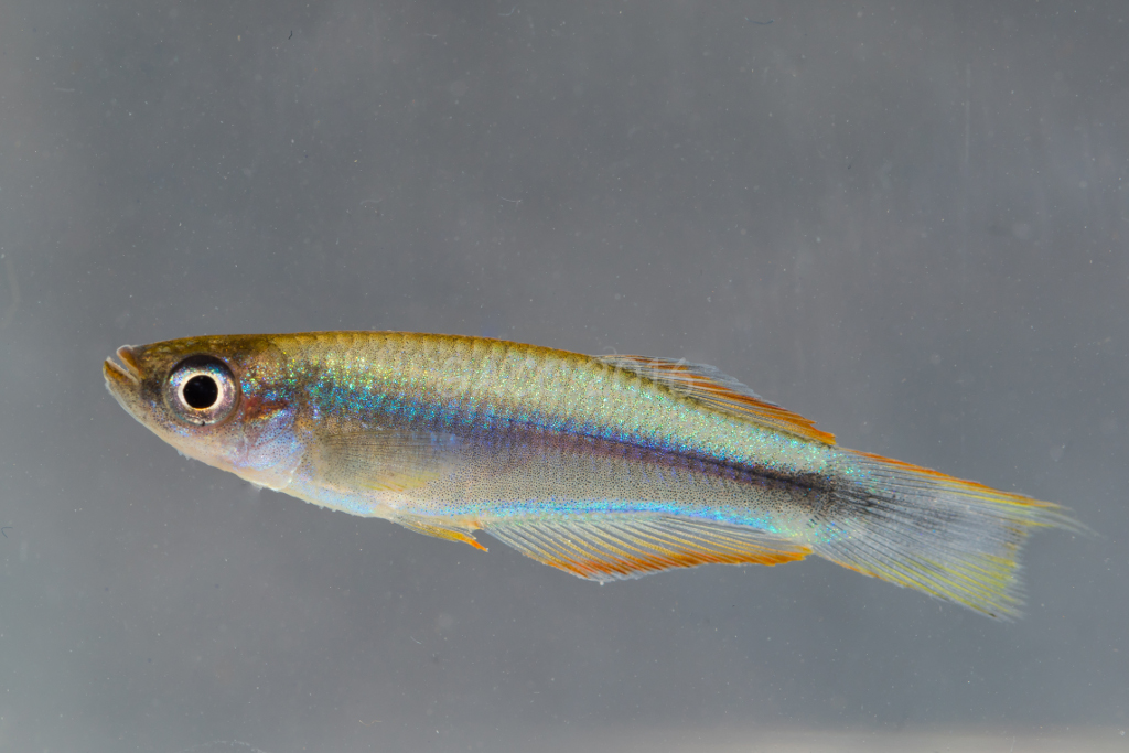 Plataplochilus sp.