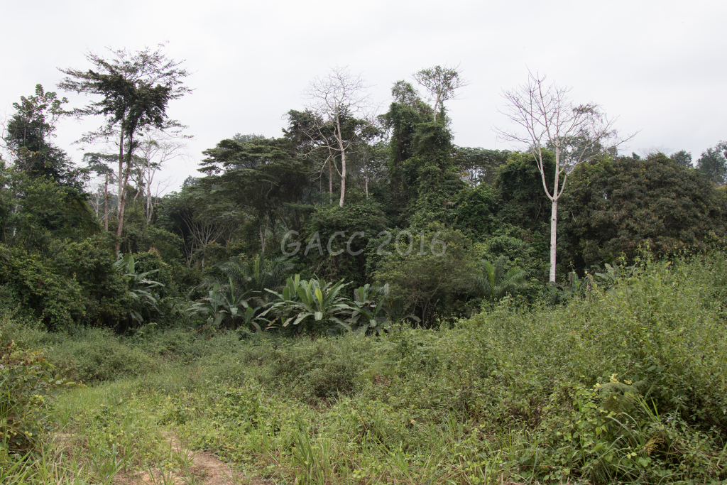 Biotope GACC 16-37