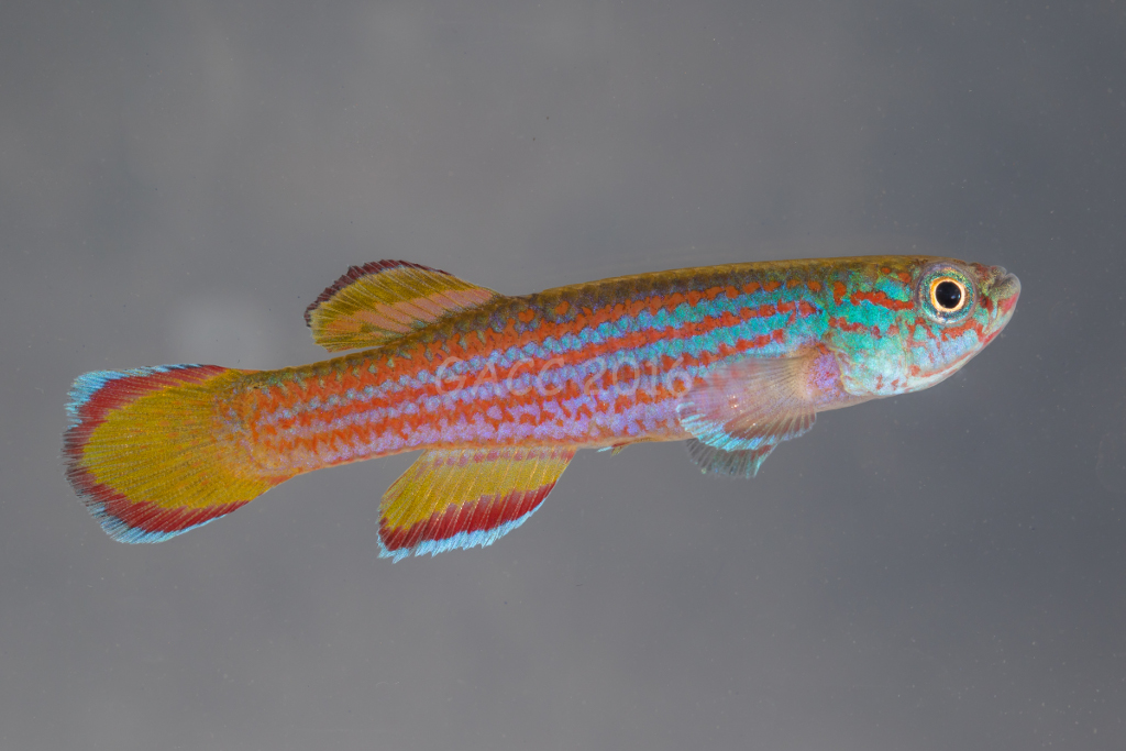 Aphyosemion primigenium
