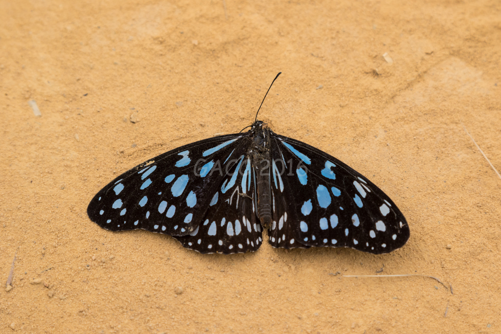 Papillon