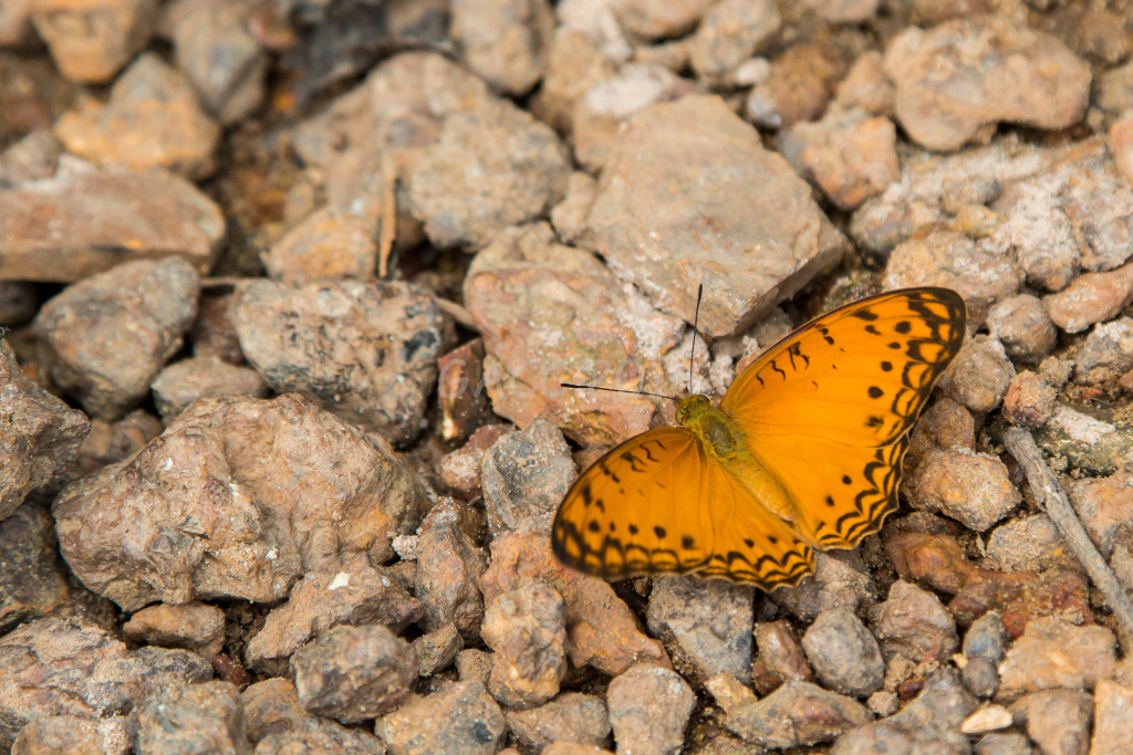 Papillon