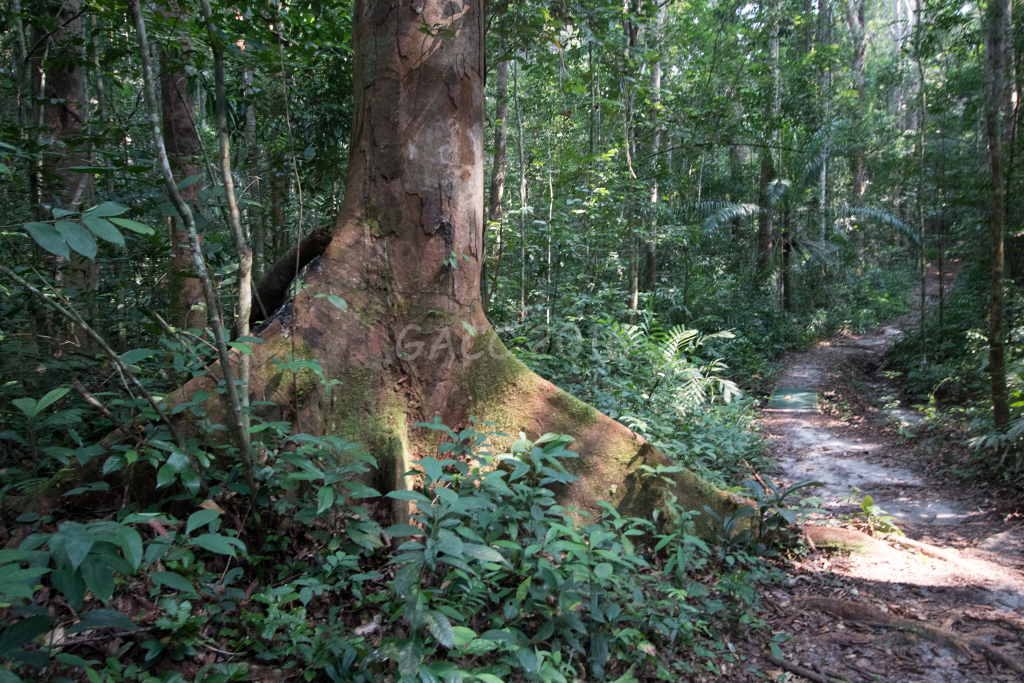 Forêt de la Mondah