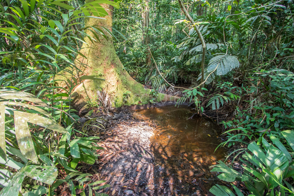 Forêt de la Mondah