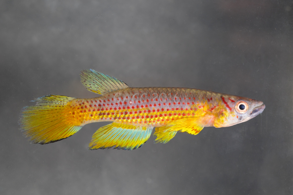 Epiplatys sp.
