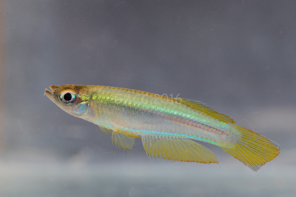 Plataplochilus sp.
