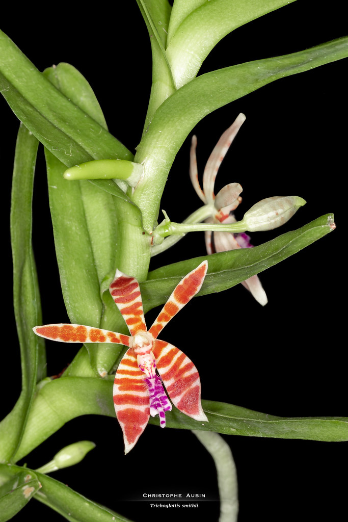 Trichoglottis smithii
