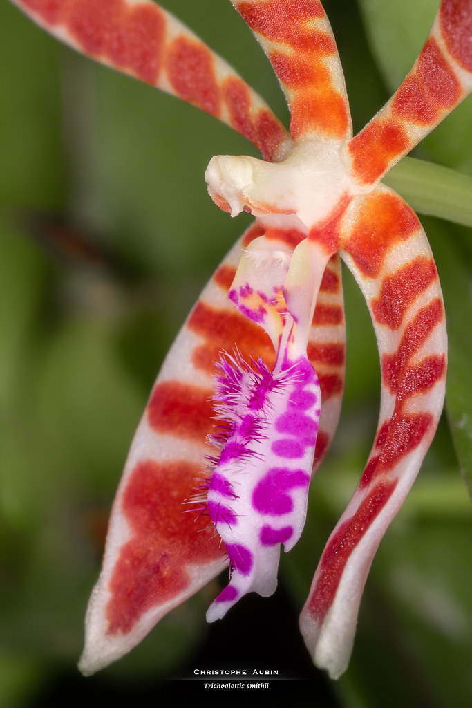 Trichoglottis smithii