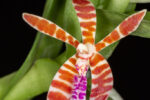 Trichoglottis smithii