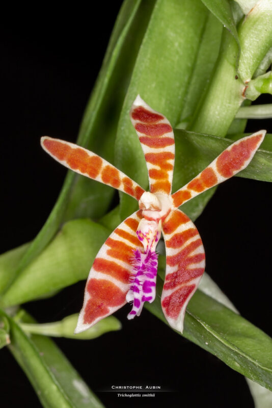 Trichoglottis smithii