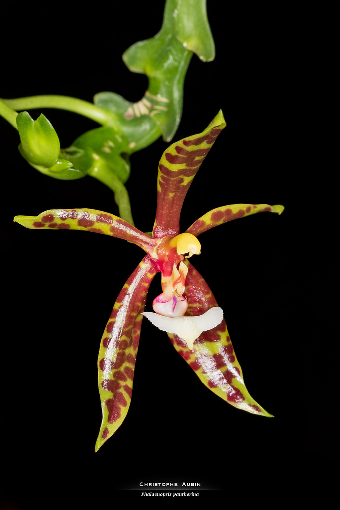Phalaenopsis pantherina