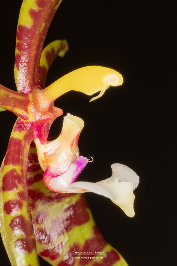 Phalaenopsis pantherina