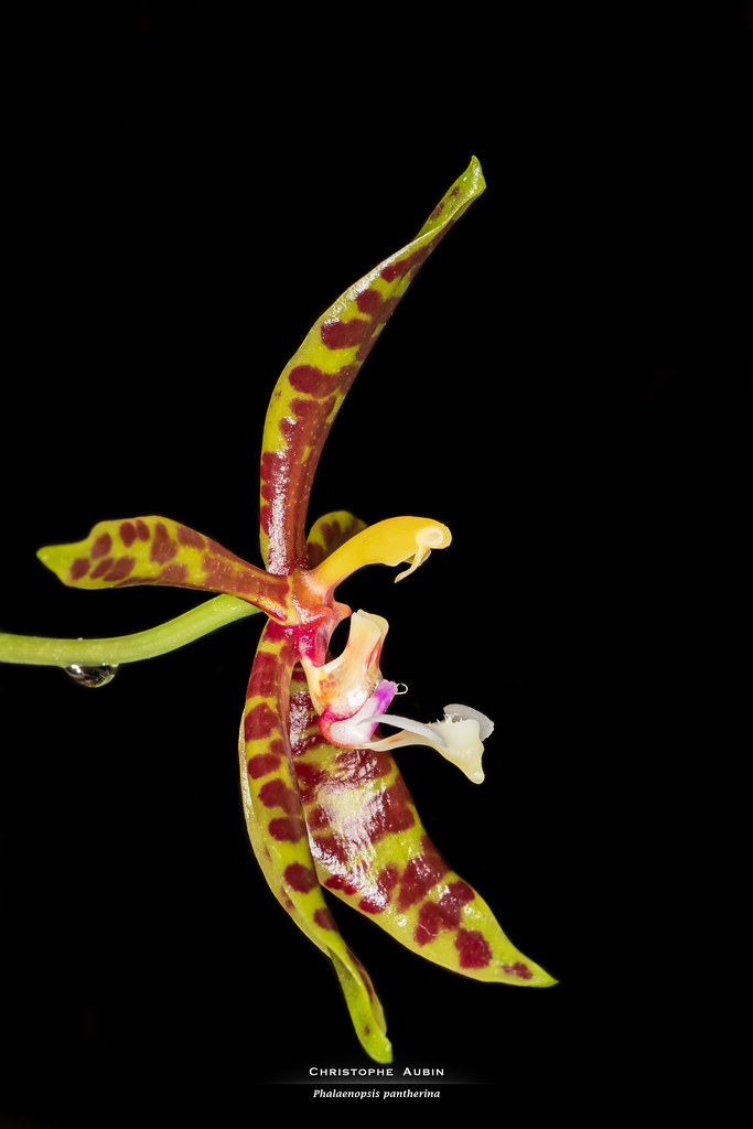 Phalaenopsis pantherina