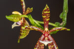 Phalaenopsis pantherina